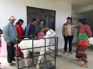 gulmi agriculture news