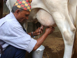 milk farmer